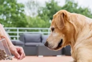 如何保护幼犬免受伤害（全面指导宠物主人如何保障幼犬的健康成长）