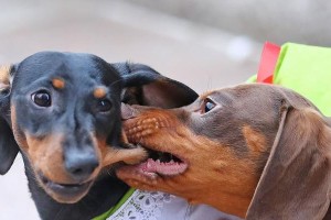 探究腊肠犬的特征标准（从外形到性格，解析腊肠犬的品种特点）