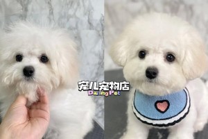 狗剃了胎毛多久长出来？（探究狗狗胎毛剃掉后生长周期及相关注意事项）