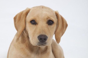 拉布拉多犬疾病防治指南（保护你的爱宠健康，从疾病预防开始）