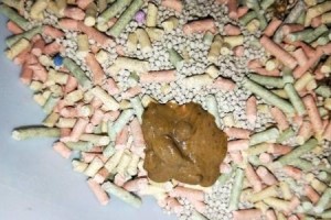 小猫便便的特征与意义（了解小猫便便的颜色、形状和味道，了解它对猫咪健康的重要意义）