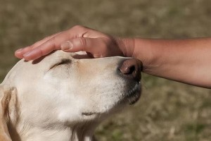 狗狗训练的简单有效方法（从根本上提高宠物的听从度）