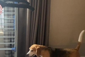 以颠狗症状揭示的宠物健康问题（解析颠狗症状，宠物主人必读）