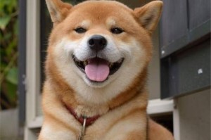 如何免费为你的狗狗办理犬证？（一份最全办证攻略，让你轻松办理狗狗的免费犬证）