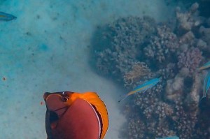 探秘神秘海天狗（神奇动物的起源与特点）