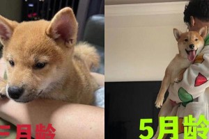 新手别养柴犬！慎重选择适合自己的宠物（五大原因教你不要轻易决定养柴犬，避免后悔与困扰）