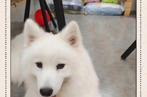 如何训练萨摩耶犬成为听话的宠物犬？（训犬的注意事项及关键技巧）