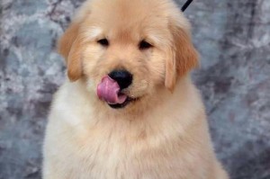 金毛犬的价格与市场行情剖析（揭秘金毛犬市场中的价格波动及影响因素）