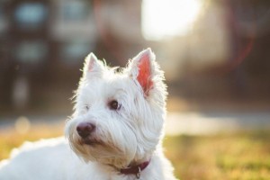 带上你的凯恩梗犬出游，畅享旅行趣事！（准备好行装，与犬犬一起探索世界）