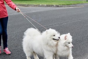 萨摩耶犬训练秘诀（以宠物为主的全面萨摩耶犬训练指南）