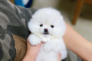 探索博美鼻子的多彩之美（挖掘博美鼻子的颜色魅力）