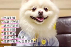 以博美犬参赛前的重要注意事项（为宠物打造最佳比赛状态）