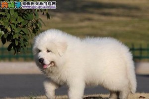 大白熊犬的饲养全指南（了解大白熊犬，让它们健康成长）