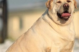 拉布拉多幼犬的新手饲养攻略（帮助新手顺利养成健康快乐的拉布拉多宠物生活）