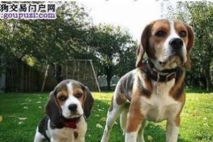 探寻纯种犬类的标准（从宠物的角度看待犬类标准）