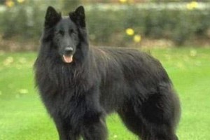 探索大型敖犬的特征和特点（揭秘敖犬的外貌、性格和培养要点）