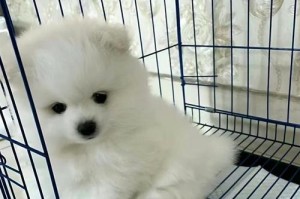 弱肠胃的犬种及养护方法（了解犬种特点，给予适当护理，让它们健康成长）