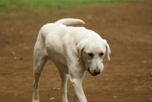 以莱州红幼犬拉肚子带血怎么治（宠物养护）