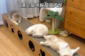 猫咪挠东西的行为背后的原因与解决方法（探寻猫咪挠东西行为的根源，为你提供科学的解决方案）