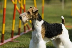 以刚毛猎狐梗为家庭伴侣的选择（适合宠物爱好者的高能犬种及培养方法）