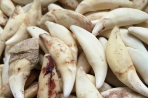 狗牙烂掉了吃什么治疗？（有效的食疗方案助您恢复牙齿健康）