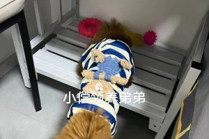 四个月泰迪宝宝的营养需求——选择适合的狗粮是关键