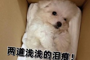 揭秘狗狗的泪痕之谜（探索狗狗泪痕的成因、预防与治疗方法）
