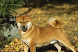 柴犬腹泻的原因及解决办法（了解柴犬腹泻的常见原因和有效的解决办法）