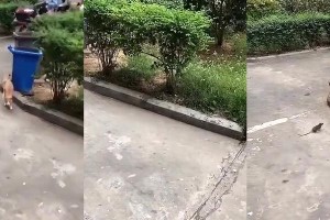 猫咪的膝跳反射究竟是怎么回事？（了解它的原理和作用）