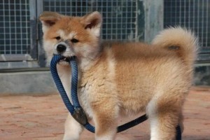 蝴蝶犬流鼻涕的原因探究（揭开蝴蝶犬流鼻涕的“真相”，保护它们的呼吸健康）