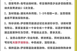 萨摩耶犬减肥攻略（如何帮助你的萨摩耶犬减掉多余的脂肪，恢复健康身材）