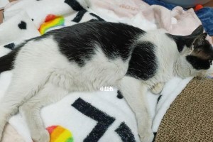 新家的猫咪为何一直叫？（探究猫咪叫的原因与解决办法）