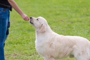 如何正确训练金毛犬（宠物训练的基本技巧与策略）