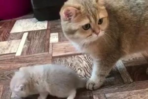 探究猫生孩子前的行为（揭秘猫妈咪生产前的8个信号）