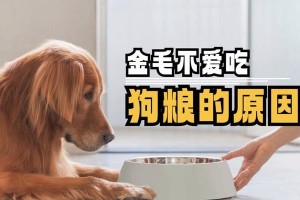 金毛犬如何通过饮食增肌塑形（优质食材与科学搭配，让金毛迅速增肌）