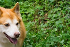 冰岛牧羊犬的饲养指南（宠物爱好者必读，了解如何照顾这种聪明可爱的犬种）