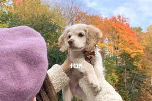 幼犬的外出时机与注意事项（带幼犬出门的最佳时机及注意事项）