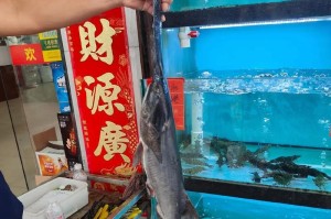 以吃鱼粪的鱼（深入探索鱼类通过食用鱼粪实现生态平衡的奇妙机制）