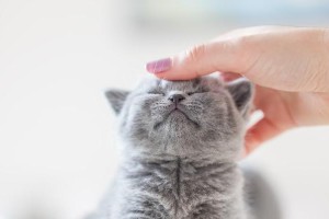 猫咪为什么咕咕？——揭秘猫咪咕咕声的原因（猫咪的咕咕声音是如何产生的？解析猫咪咕咕的原因）