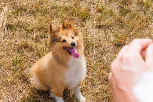 如何正确为宠物犬喜乐蒂刷牙（宠物犬口腔保健的重要性，刷牙步骤与技巧）