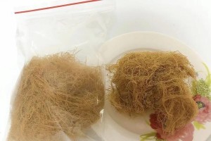 狗毛膏草（探索狗毛膏草的用途和健康益处）