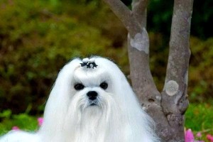 小型犬种（探索小型犬种的魅力与特点，为你的家庭找到完美的伙伴）