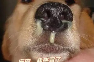 幼犬易感染的传染病及预防方法（保护幼犬健康的必备知识）