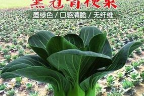 矮脚狄文梗的饲养全攻略（从选购到喂养，让你成为优秀的主人）