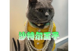 卡尔特猫饲养全攻略（让你成为卡尔特猫的最佳主人，轻松打造温馨家庭）