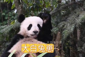 熊猫兔的成长和价格分析（探索熊猫兔的成年尺寸和市场价格，了解它们的特点和饲养需求）