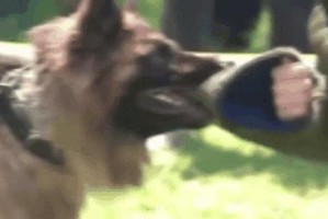 世界“猛犬”排行榜（挑战极限，与这些猛犬并肩前行）