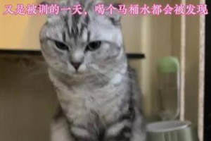 训练三个月小猫的秘诀（从营养到行为，帮你解决养猫难题）