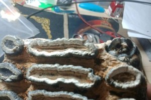 切割臼齿的技术与应用（现代牙科领域中臼齿切割技术的革新与发展）