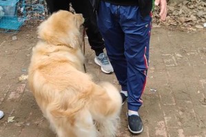 如何用狗绳驯金毛犬（让你的金毛犬成为好伙伴的十五个步骤）